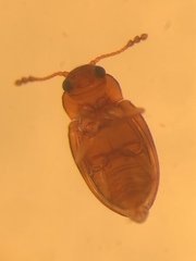 Toramus pulchellus