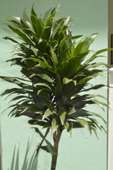 Dracaena fragrans compacta