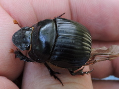 Dichotomius colonicus