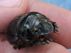 Dichotomius colonicus