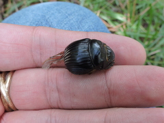 Dichotomius colonicus