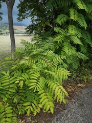 Ailanthus altissima