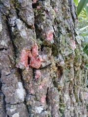 Herpothallon rubrocinctum