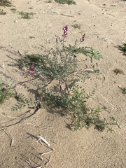 Astragalus lentiginosus variabilis