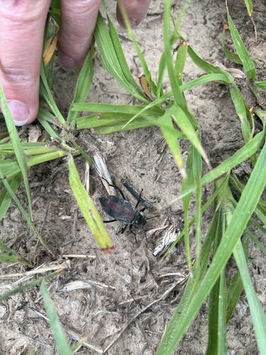 Red-backed Darkling Beetle