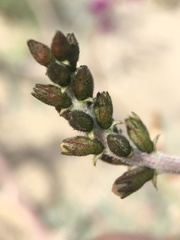 Astragalus lentiginosus variabilis
