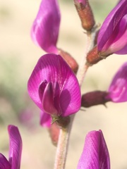 Astragalus lentiginosus variabilis