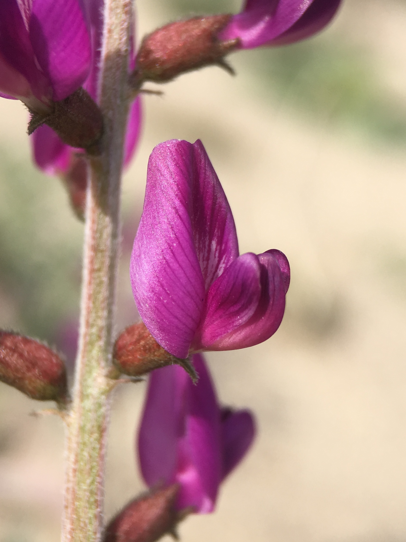 Astragalus lentiginosus var. variabilis