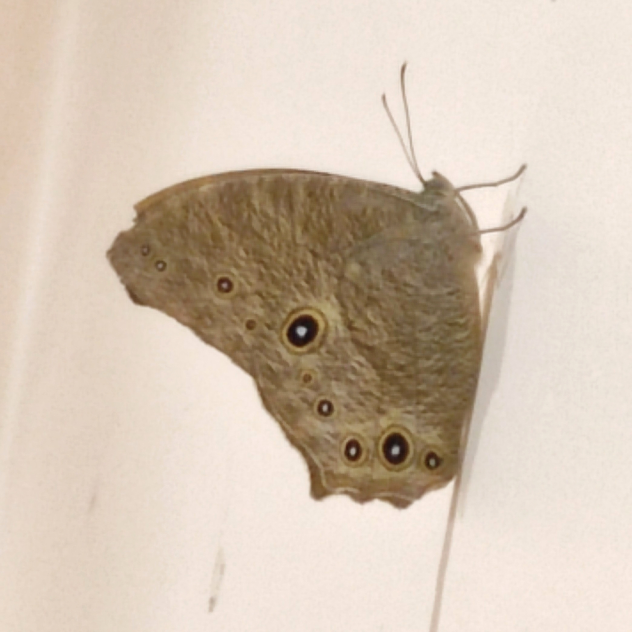 Common Evening Brown