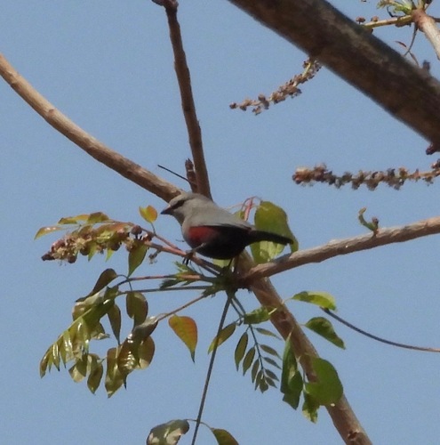 Cinderella Waxbill (Glaucestrilda thomensis), photo 4