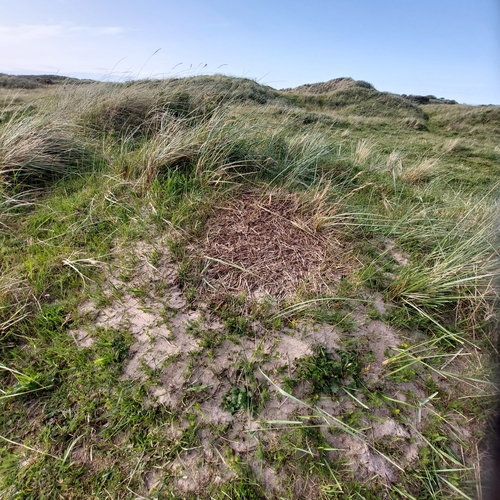 Formica pratensis nuotrauka