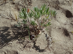Lupinus kuschei