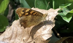 Pararge aegeria aegeria