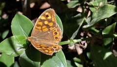 Pararge aegeria aegeria