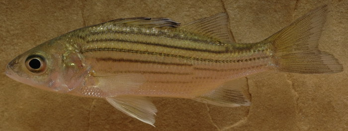 Yellow Bass (Fishes of Chicago Wilderness) · iNaturalist