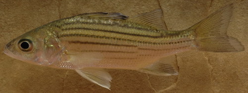 Morone mississippiensis