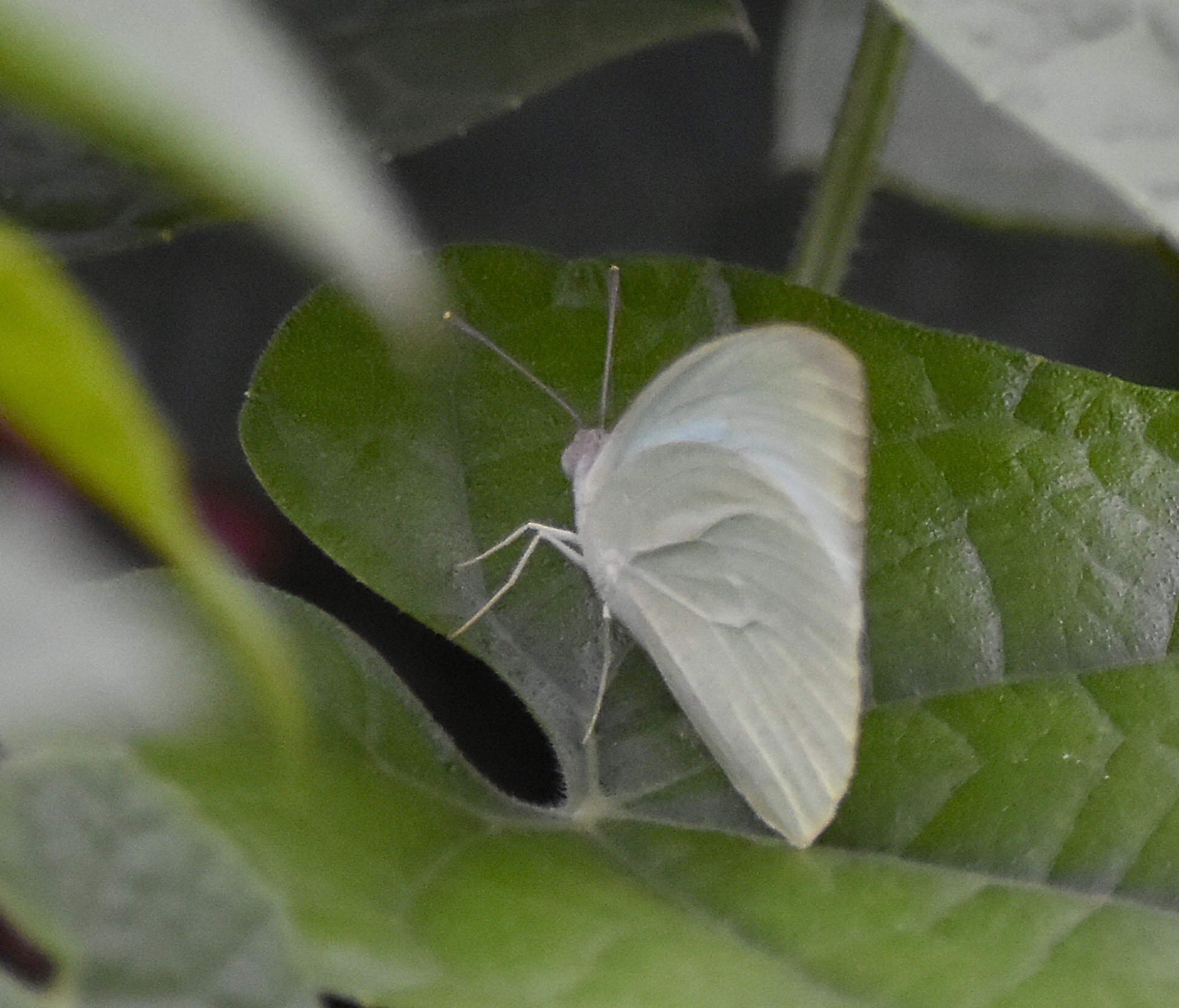 Mottled Emigrant