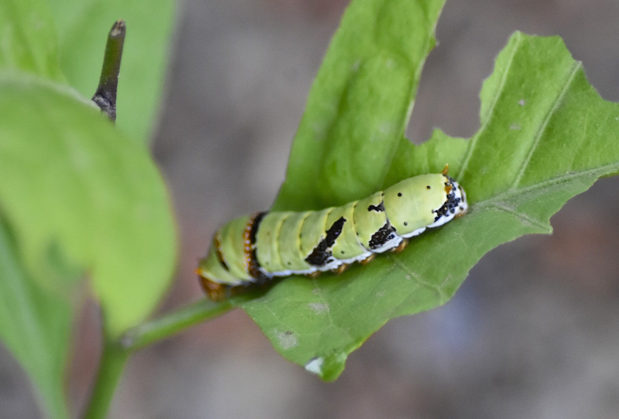 Lime Swallowtail