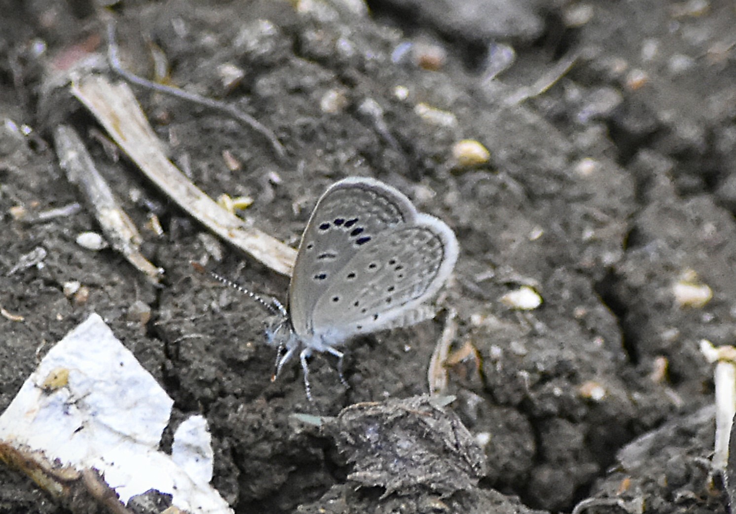 Dark Grass Blue