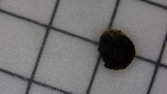 Helicopsyche borealis