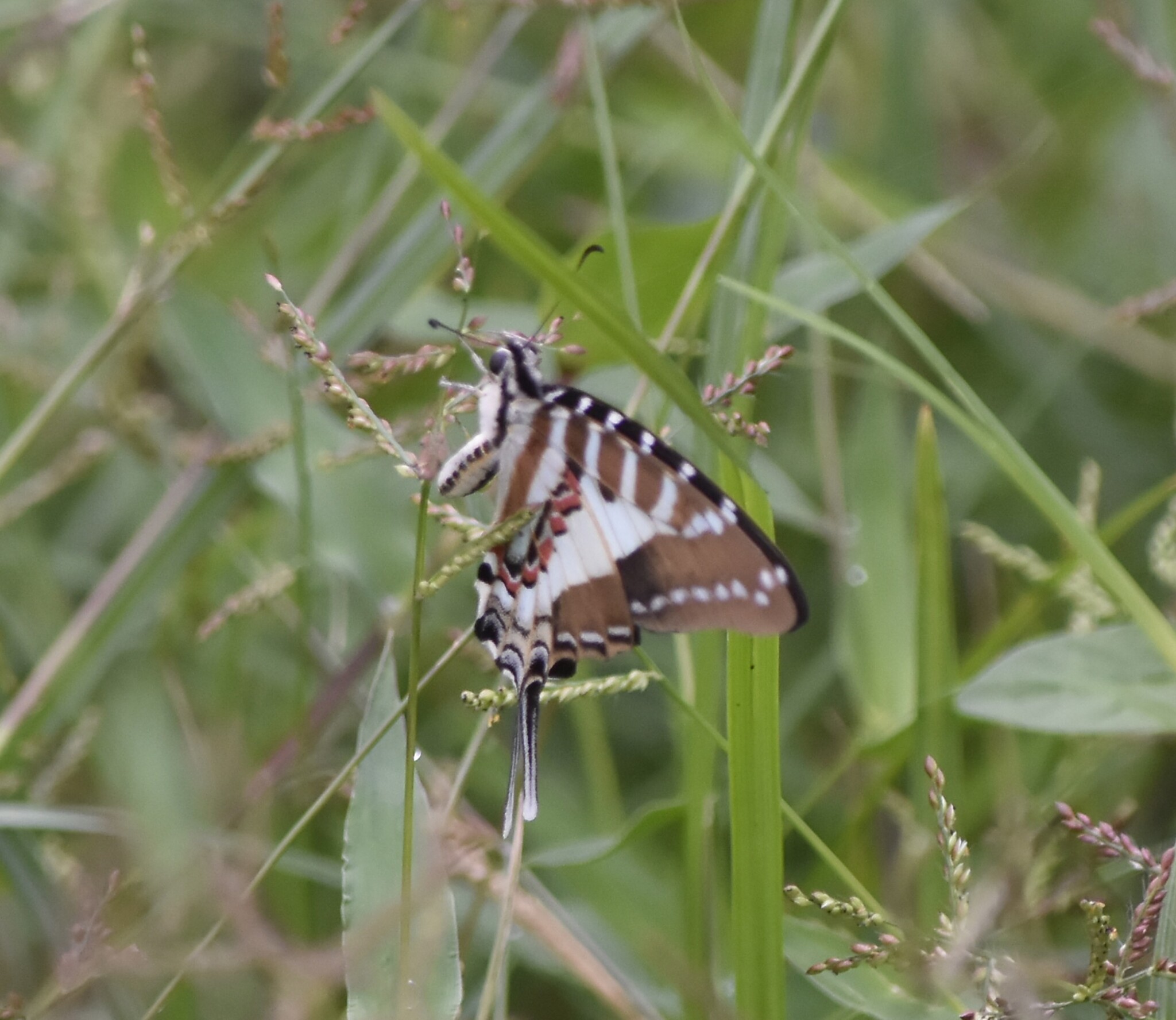 Spot Swordtail