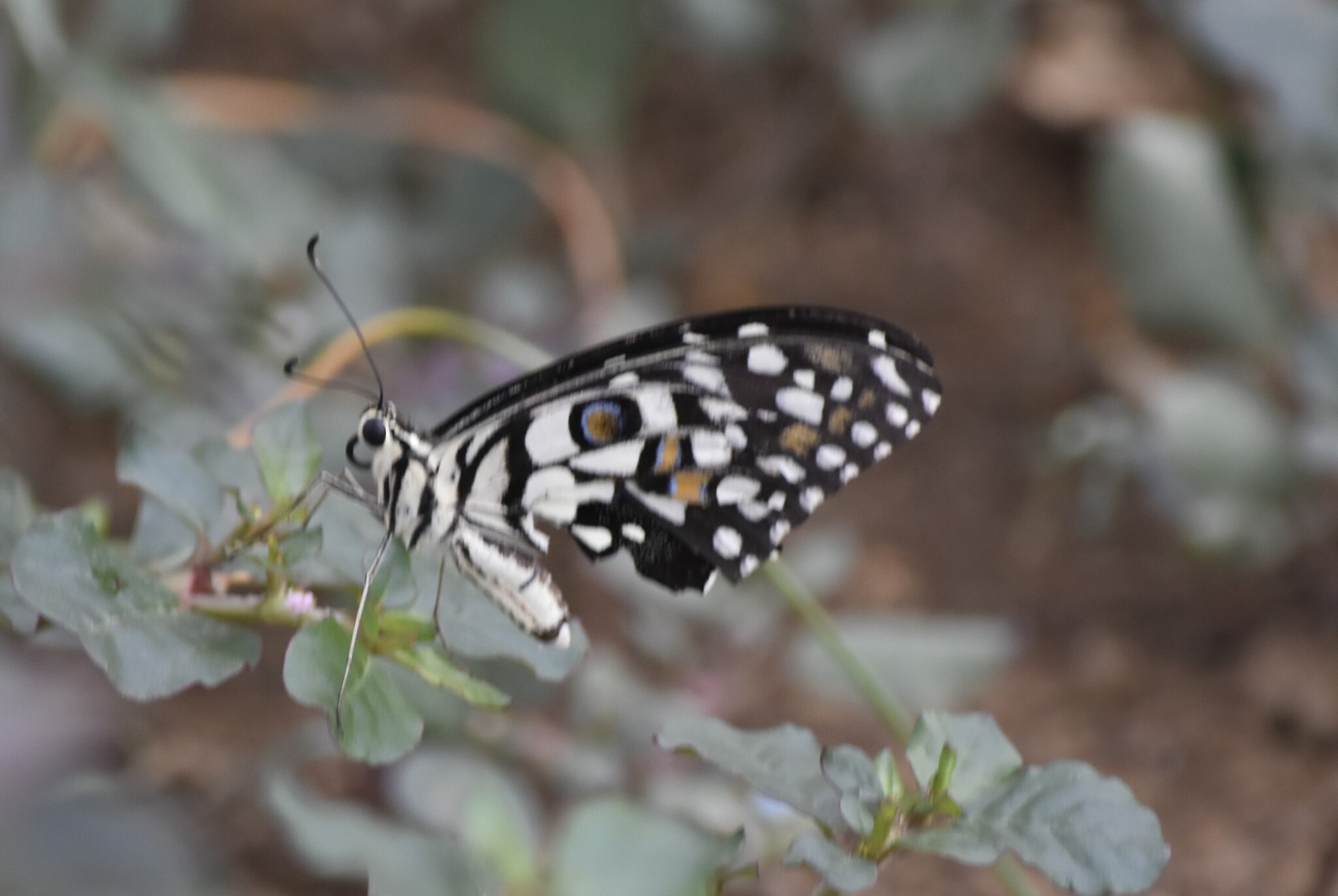 Lime Swallowtail