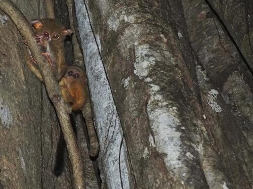 Gursky's Spectral Tarsier