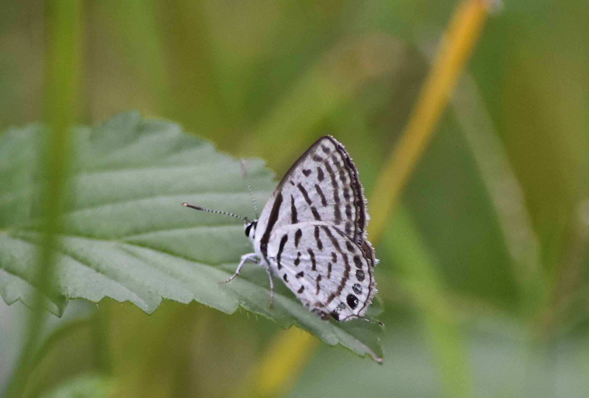 Little Tiger Pierrot