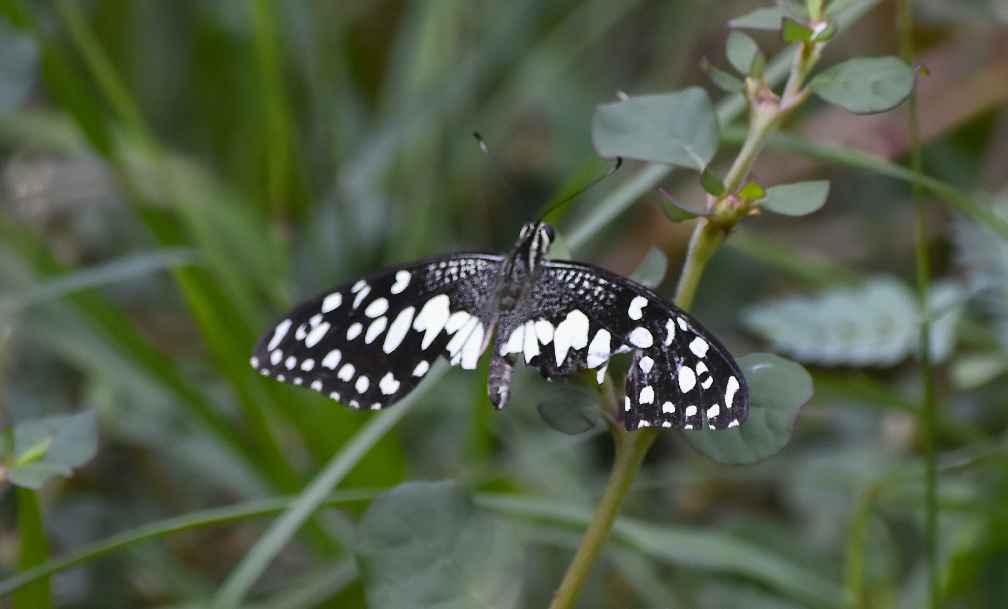 Lime Swallowtail