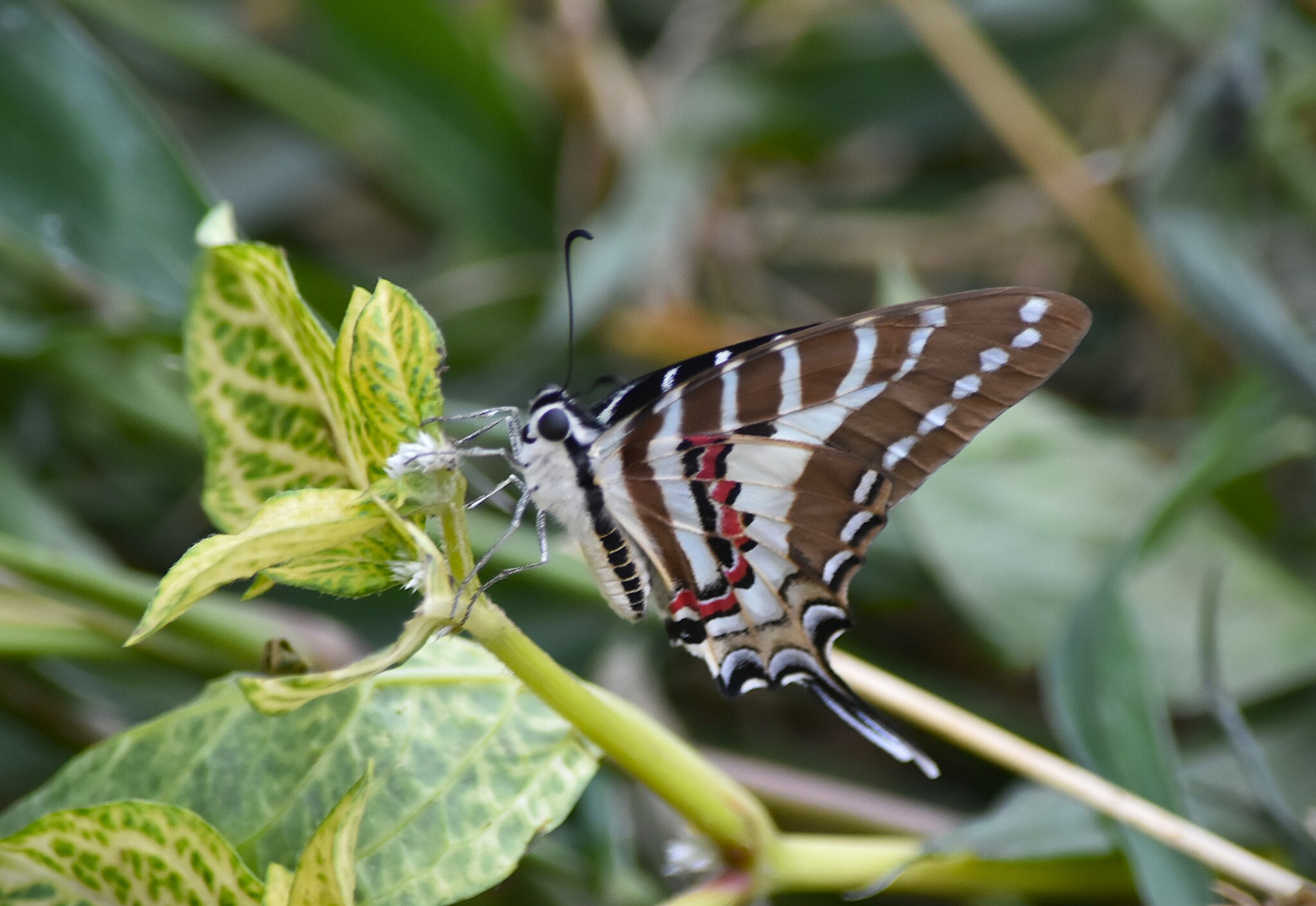 Spot Swordtail