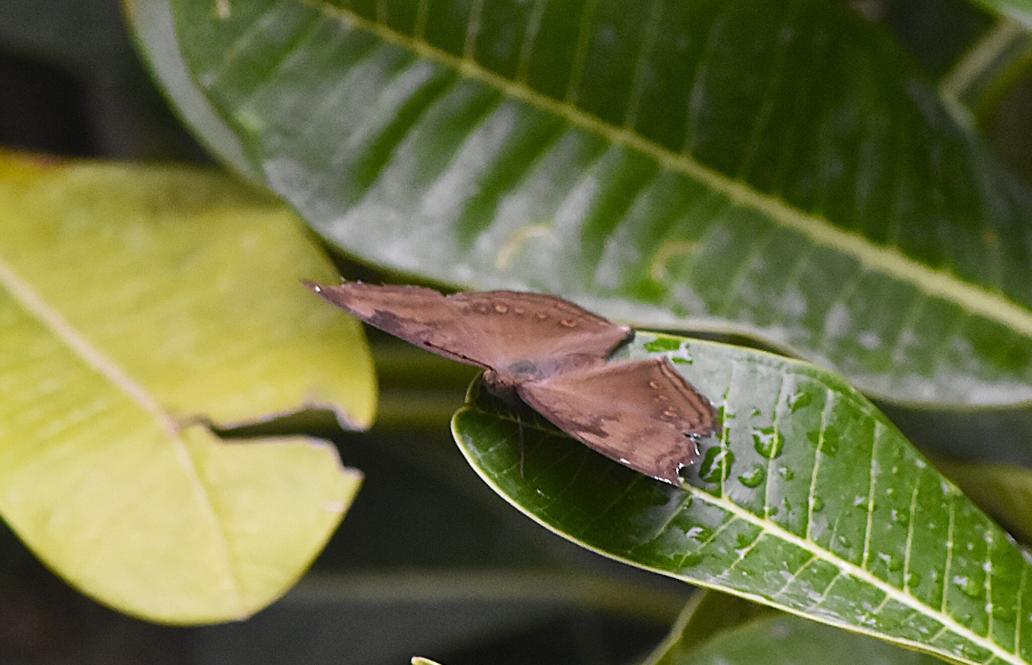 Chocolate Pansy