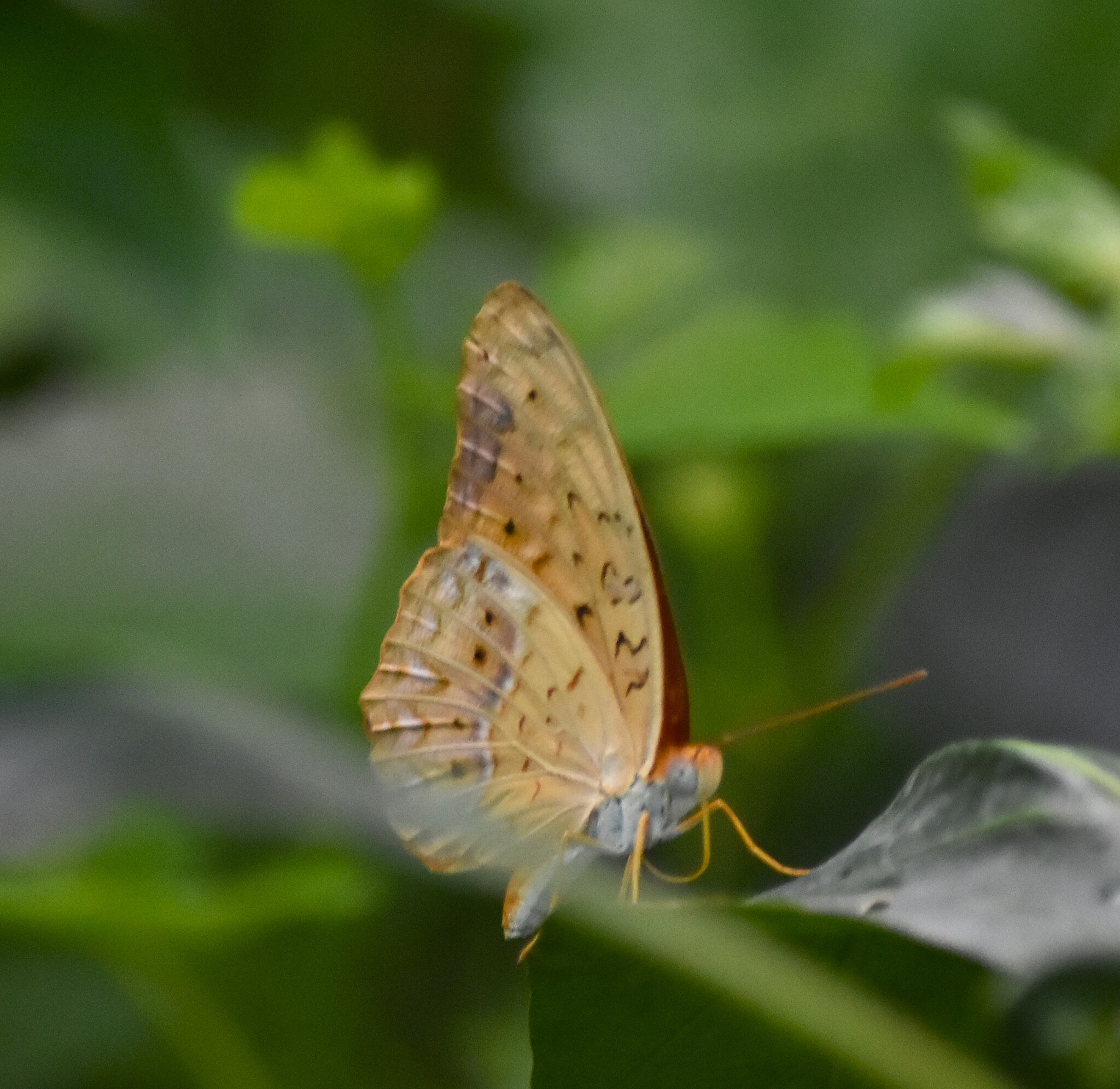 Common Leopard