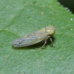 Graminella nigrifrons