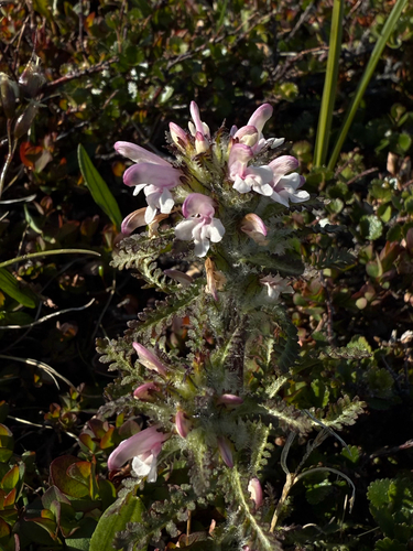 Hairy lousewort (Pedicularis hirsuta)