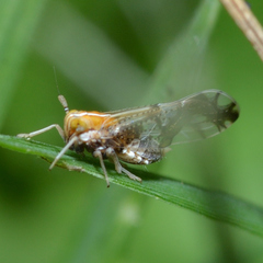 Liburniella ornata