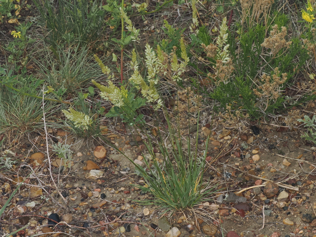 Prairie Junegrass from Val Marie No. 17, SK S0N, Canada on June 12 ...