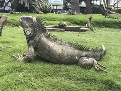 Iguana iguana