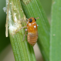 Flavoclypeus andromedus