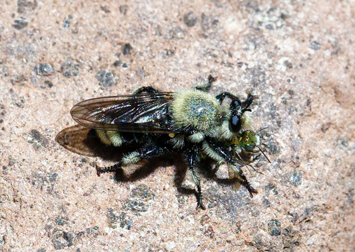 iNaturalist observation photo of Melanosmia