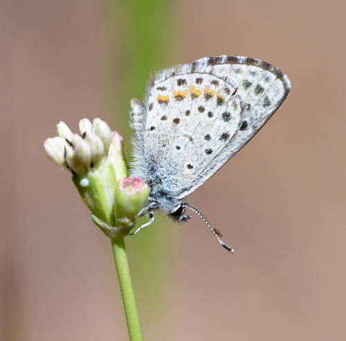 iNaturalist observation photo of American Dotted Blues