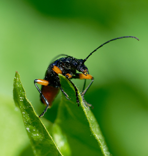 iNaturalist observation photo of Metallic Fir Borer