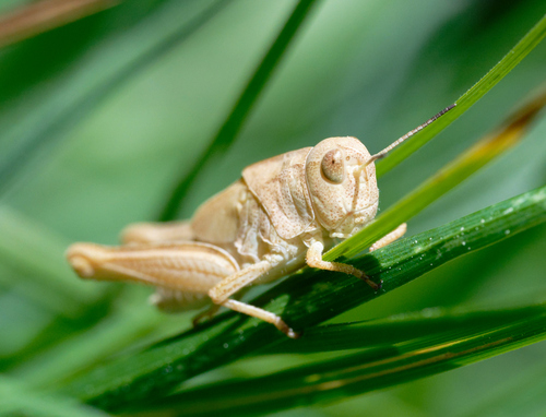 iNaturalist observation photo of Hippiscini