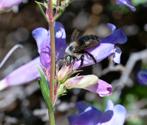 iNaturalist observation photo of Foothill Carpenter Bee