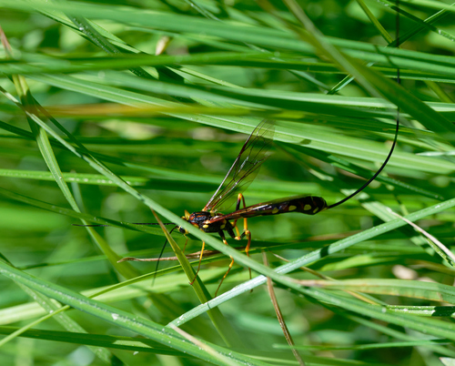 iNaturalist observation photo of Giant Ichneumonid Wasps