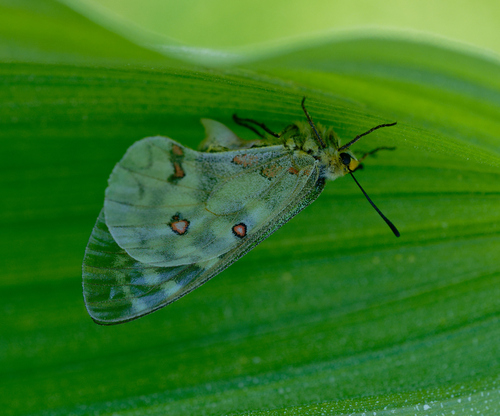 iNaturalist observation photo of Clodius Parnassian