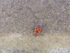 Pyrrhocoris apterus