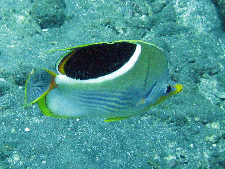 Blackblotch Butterflyfish