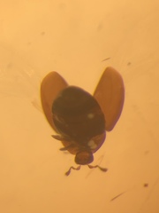 Corylophidae