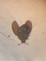 Corylophidae