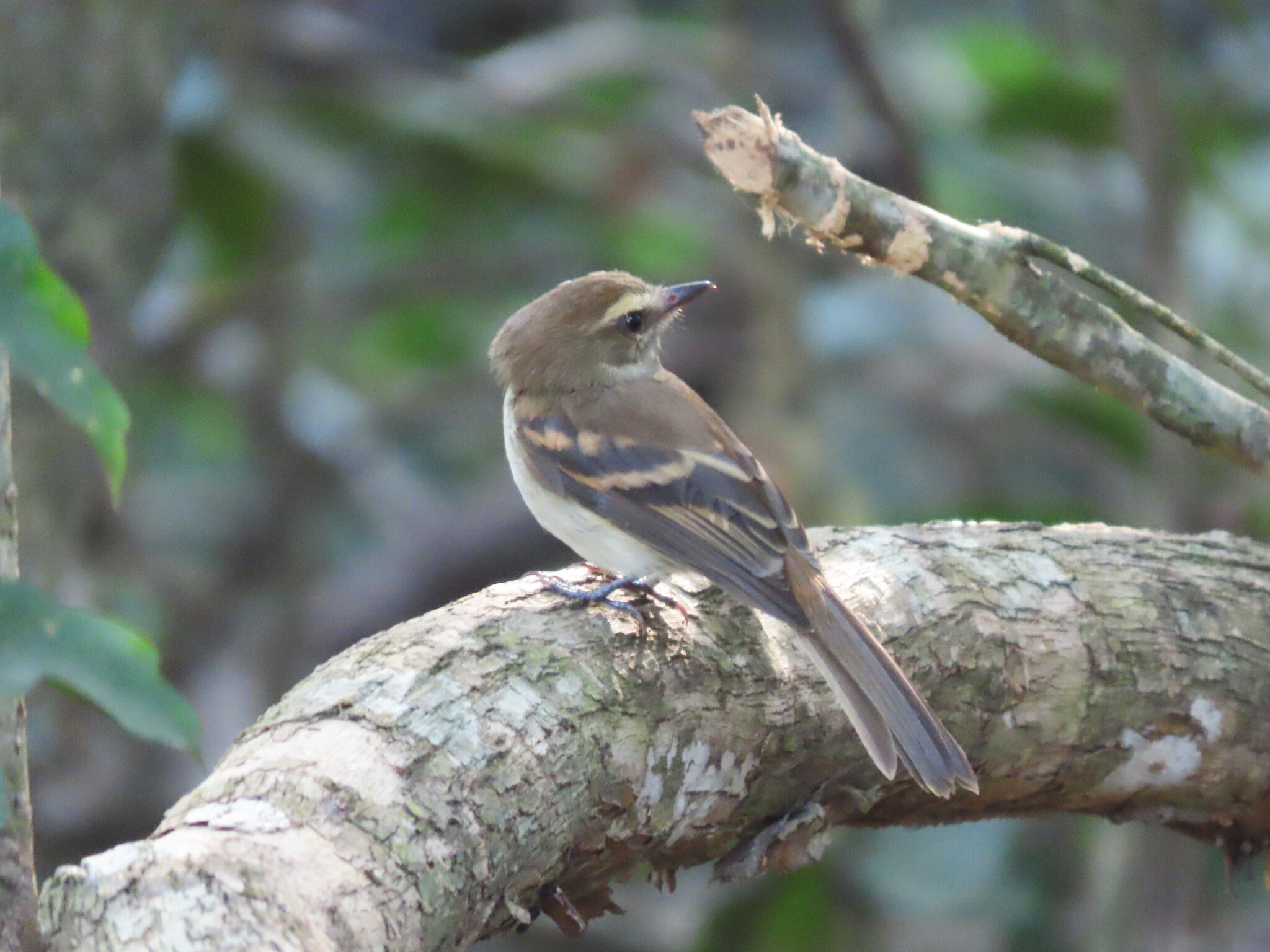 Fuscous Flycatcher (Cnemotriccus fuscatus), photo 9
